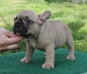 Cachorritas Buldlog Frances