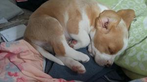 Cachorros Beagle Lemón Y Tricolor