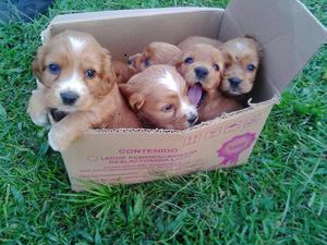 Cachorros Cocker Spaniel.