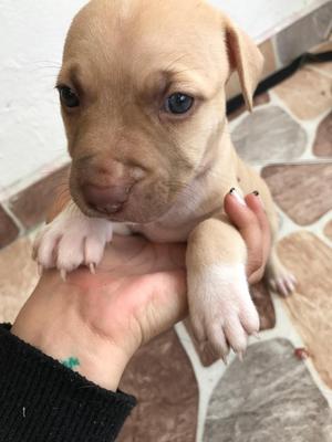 Cachorros Pitbull con 1 Mes de Nacidos