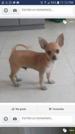 Chihuahua 4 Meses Mini