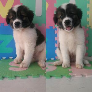 Ejemplar Macho San Bernardo en Venta