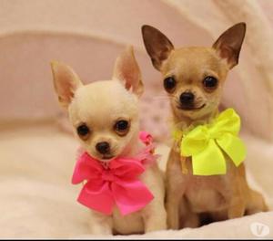 Excelentes Cachorros Raza Chihuahua Mini