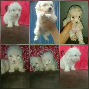 French Poodle Mini Toy Hembra Y Macho