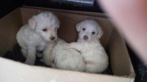 French poodle mini toy cachorros