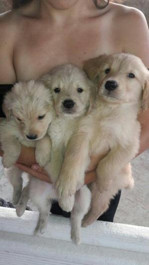 Golden Retriever, Machod Y Hembras