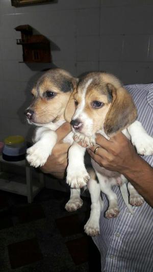 Hermosas Cachorritas Beagle Tricolor