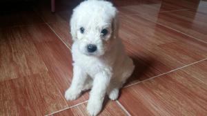 Hermosos French Poodle