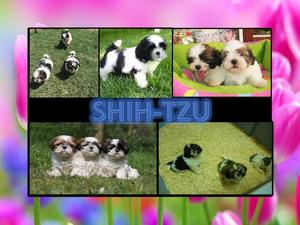 PELUDOS TRES COLORES UNICOS GARANTIZADOS SHIHTZU Y OTRAS