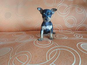 PINSCHER MINIATURA HEMBRA