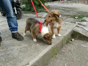 Pastor Collie Hembra Y Macho