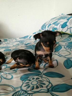 Pinscher Disponibles Vacunados en Venta