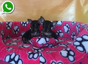 Pinscher MINIATURA y más razas para ti