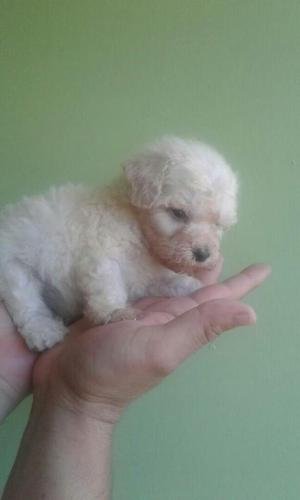 Poodle Minitoy Tacita de Te Y Golden