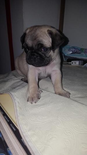 Se Vende Pug