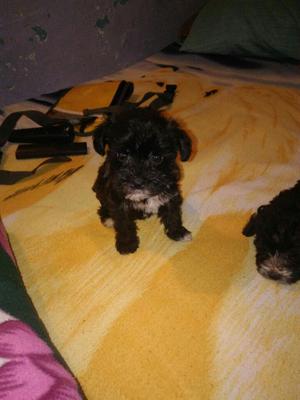 Se Venden Schnauzer