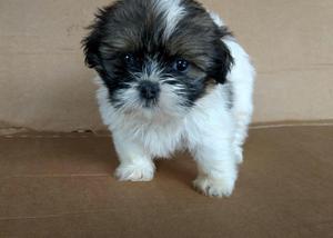 Shih Tzu Hembra Tricolor