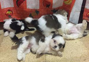 Shih Tzu Miniaturas