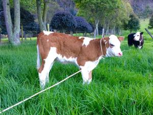 Terneras Simmental