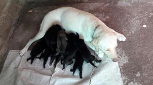 Vendo Cachorros de Labrador.
