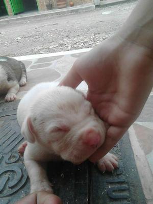 Vendo Perros Pilbull de Un Mes de Nacido