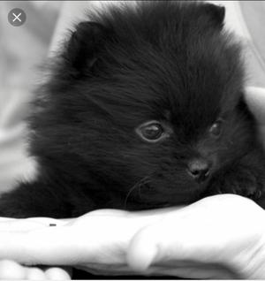 Vendo Pomerania Lulu Machito Negro de 2 Meses de Nacido