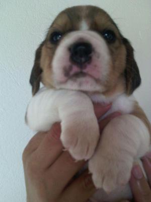 Vendo hermosos beagle tricolor