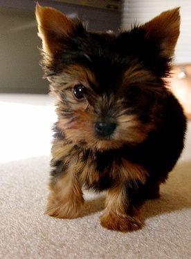 YORKSHIRE TERRIER MINIATURAS