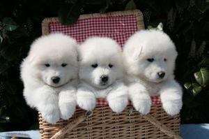 cachorros en venta samoyedo