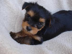 cachorros yorkshire garantizados