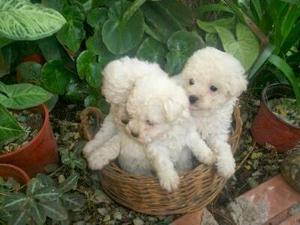 divinos cachorros de french poodle minitoy