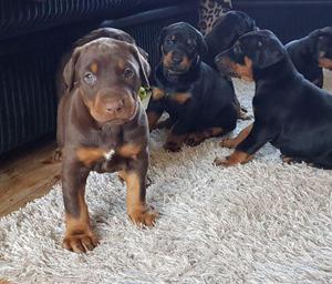 doberman chocolate rojo negro cachorros doberman