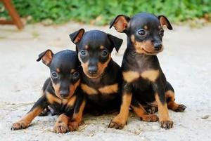 hermosos cachorros pinscher miniatura