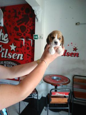 Beagles Minis Tricolor