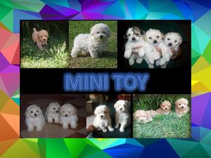 CRESPOS HERMOSOS INIGUALBLES FRENCH POODLE Y OTRAS RAZAS