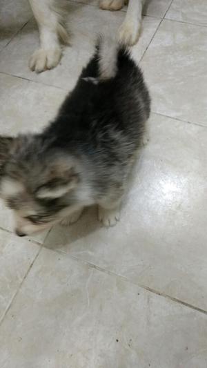 Cachorro Malamute de Alaska