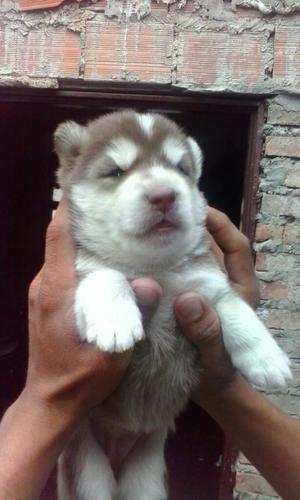 Hermosa Loba Siberiana