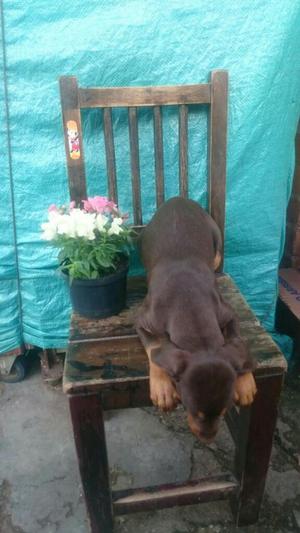 Hermosos Doberman Rojo Juego