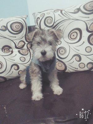 Se Vende Perro Macho Schnauzer