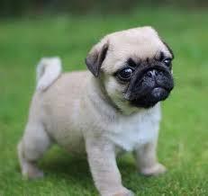 hermosos pug