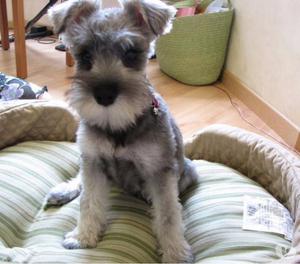 Cachorros Mini Snauzer Bebes Garantizados