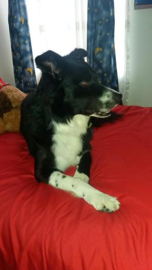 Border Collie Busca Novia