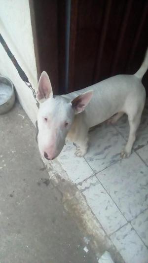 Bull Terrier Cachorro de 9 Meses