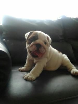 Bulldog Ingles Hembra