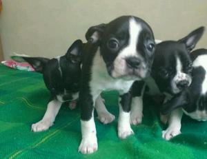 Cachorros Boston Terrier en Venta