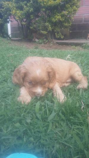 Cachorros Cocker Ingles