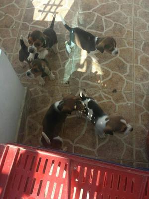 Hermosos Beagle