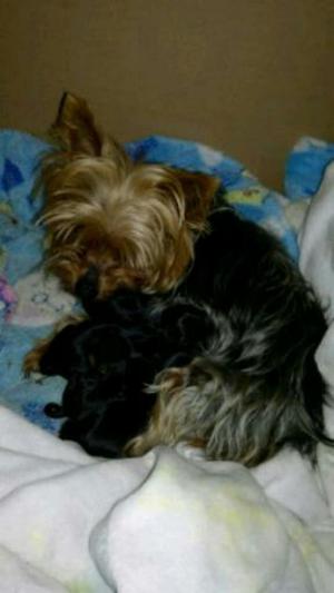 Hermosos Yorkshire Terrier