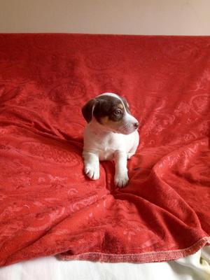 Jack Russell Terrier en Venta 