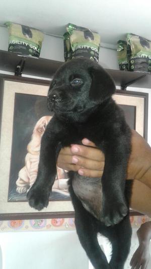 Labradora Cachorrita